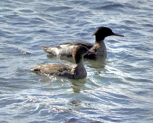 merganser